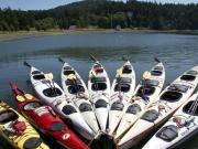 San Juan Islands, WA, Sea Kayaking: Eagles & Orcas