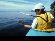 San Juan Islands, WA, Sea Kayaking: Eagles & Orcas