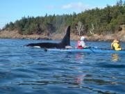 San Juan Islands, WA, Sea Kayaking: Eagles & Orcas