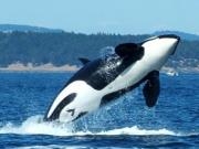 San Juan Islands, WA, Sea Kayaking: Eagles & Orcas