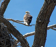 White River: Northern Colorado Adventurers