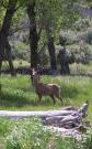 Yampa River Canoeing: Denver Museum Birds & Wildlife