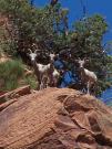 Gunnison River Canoeing: Denver Museum-Dinosaur