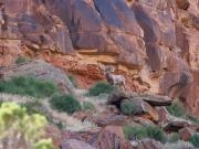 Gunnison River Canoeing: Adult Only