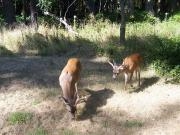 San Juan Islands, WA, Sea Kayaking: Eagles & Orcas