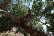 Colorado River Canoeing