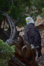 Colorado River Canoeing: Robin Morris Private Trip