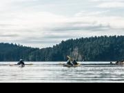 San Juan Islands, WA, Sea Kayaking: Eagles & Orcas