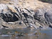 San Juan Islands, WA: Eagles & Orcas Sea Kayaking