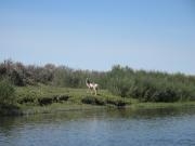 North Platte River Canoeing: Denver Museum Bird & Wildlife