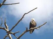 North Platte River Canoeing: Denver Museum Bird & Wildlife