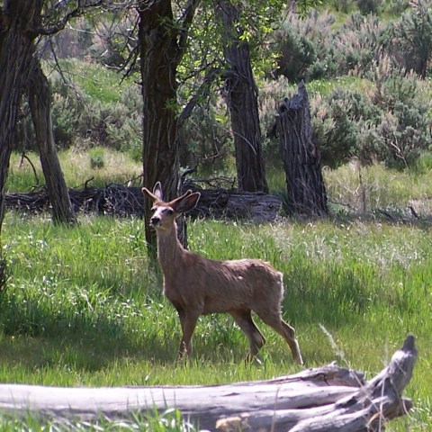 Deer standing in a grassy meadow with trees and branches around.