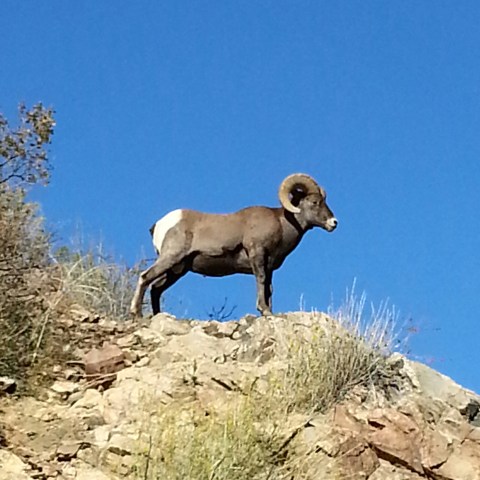Bighorn sheep standing on rocky hill against clear blue sky.